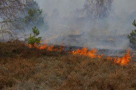 Durch kontrollierten Feuereinsatz wird überalterte Heide abgebrannt und verjüngt.